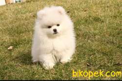 Muhteşem Güzellikte SCR Sertifikalı Pomeranian Boo Yavru 5