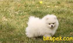 Muhteşem Güzellikte SCR Sertifikalı Pomeranian Boo Yavru 2