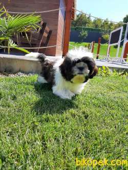 MUHTEŞEM GÜZELLİKTE SHIH TZU YAVRULARI 1