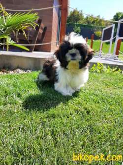 MUHTEŞEM GÜZELLİKTE SHIH TZU YAVRULARI 3