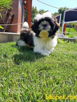 MUHTEŞEM GÜZELLİKTE SHIH TZU YAVRULARI 2