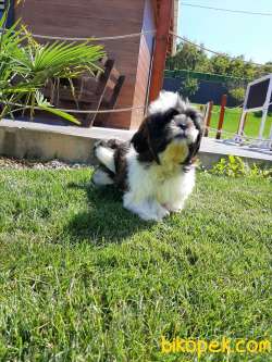 MUHTEŞEM GÜZELLİKTE SHIH TZU YAVRULARI 4