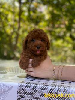 Muhteşem Güzellikte Toy Poodle Bebekler