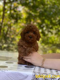 Muhteşem Güzellikte Toy Poodle Bebekler 3