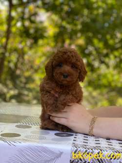 Muhteşem Güzellikte Toy Poodle Bebekler 4