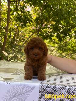 Muhteşem Güzellikte Toy Poodle Bebekler 4