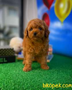 MUHTEŞEM GÜZELLİKTE TOY POODLE YAVRUSU 2