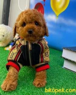 MUHTEŞEM GÜZELLİKTE TOY POODLE YAVRUSU 5