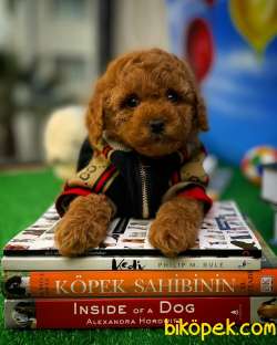 MUHTEŞEM GÜZELLİKTE TOY POODLE YAVRUSU 4