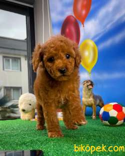 MUHTEŞEM GÜZELLİKTE TOY POODLE YAVRUSU 3