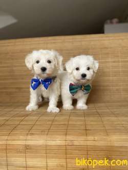 Muhteşem Güzellikteki Maltese Terrier Yavrumuz 3