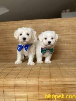 Muhteşem Güzellikteki Maltese Terrier Yavrumuz 4
