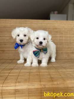 Muhteşem Güzellikteki Maltese Terrier Yavrumuz 1