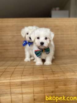 Muhteşem Güzellikteki Maltese Terrier Yavrumuz 2