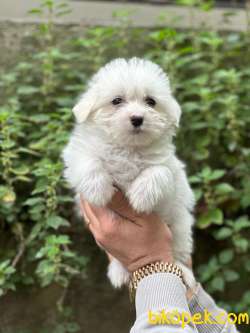 MUHTEŞEM HAVANESE TERRİER BEBEKLERİMİZ 1