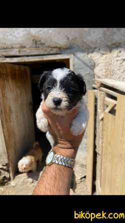 Muhteşem Havanese Yavrularımız 1