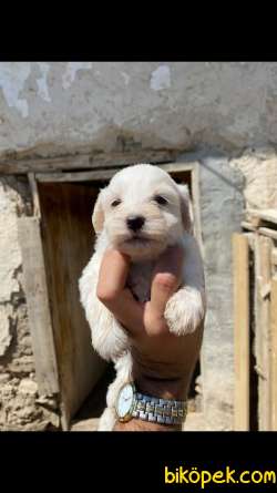 Muhteşem Havanese Yavrularımız 2