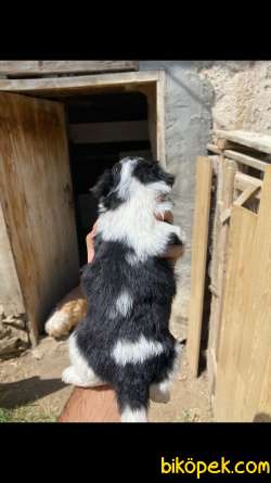 Muhteşem Havanese Yavrularımız 3
