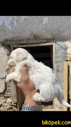 Muhteşem Havanese Yavrularımız 4