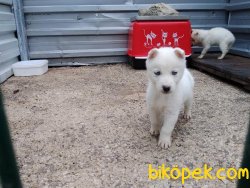 Muhteşem Husky Yavrular 3
