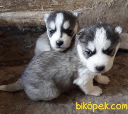 Muhteşem Husky Yavrular 1