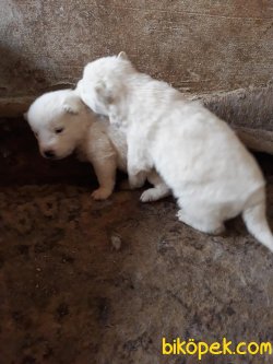 Muhteşem Husky Yavrular 2