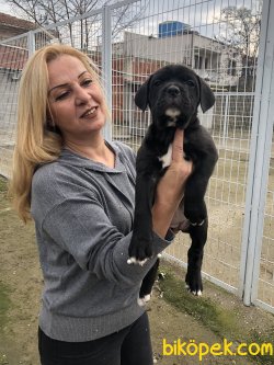 Muhteşem Irk Garantili Cane Corso Yavrularımız 4
