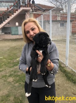 Muhteşem Irk Garantili Cane Corso Yavrularımız 5