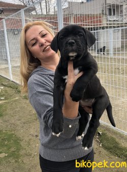 Muhteşem Irk Garantili Cane Corso Yavrularımız 1
