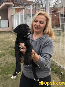 Muhteşem Irk Garantili Cane Corso Yavrularımız 3