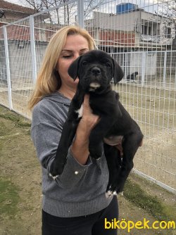 Muhteşem Irk Garantili Cane Corso Yavrularımız 2