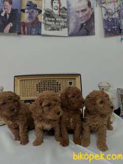 Muhteşem Irk Garantili Poodle 4