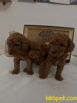 Muhteşem Irk Garantili Poodle 5