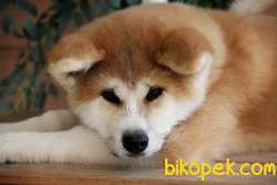 MUHTEŞEM JAPON AKİTA INU YAVRULARİ 5