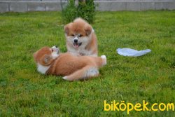 MUHTEŞEM JAPON AKİTA YAVRULARIMIZ 3