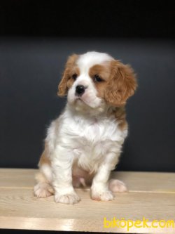 MUHTEŞEM KALİTE CAVALİER KING CHARLES 4
