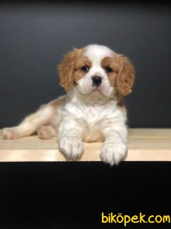 MUHTEŞEM KALİTE CAVALİER KING CHARLES 1