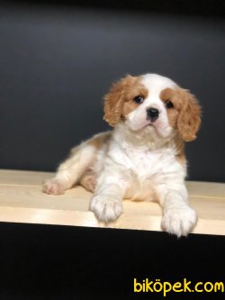 MUHTEŞEM KALİTE CAVALİER KING CHARLES 2