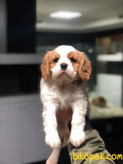 MUHTEŞEM KALİTE CAVALİER KING CHARLES 3