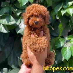 Muhteşem Kalite De Toy Poodle Bebekler 1