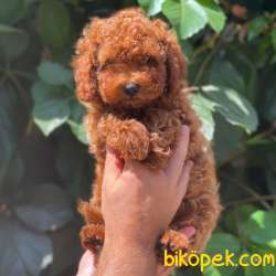 Muhteşem Kalite De Toy Poodle Bebekler 3