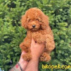 Muhteşem Kalite De Toy Poodle Bebekler 2