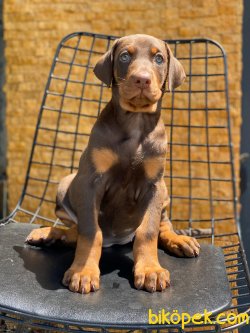 MUHTEŞEM KALİTE DOBERMAN YAVRULARI 3