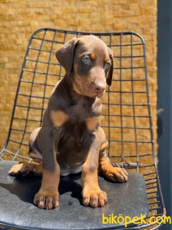MUHTEŞEM KALİTE DOBERMAN YAVRULARI 2