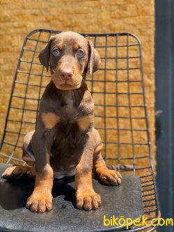 MUHTEŞEM KALİTE DOBERMAN YAVRULARI 1