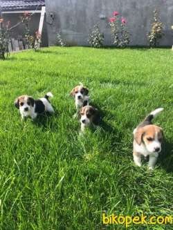 Muhteşem Kalite Elizabeth Beagle Yavrular 2