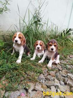Muhteşem Kalite Elizabeth Beagle Yavrular 1