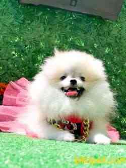MUHTEŞEM KALİTE IRK TEDDY BEAR BOO 3