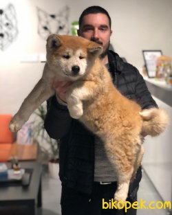 MUHTEŞEM KALİTE JAPON AKİTA YAVRULARI 2