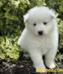 MUHTEŞEM KALİTE KAR BEYAZ SAMOYED YAVRULAR 3